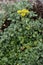Desert Sulphur buckwheat Eriogonum umbellatum var. furcosum, yellow flowers